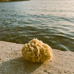 Acqua Zoi Luxe Sea Sponge