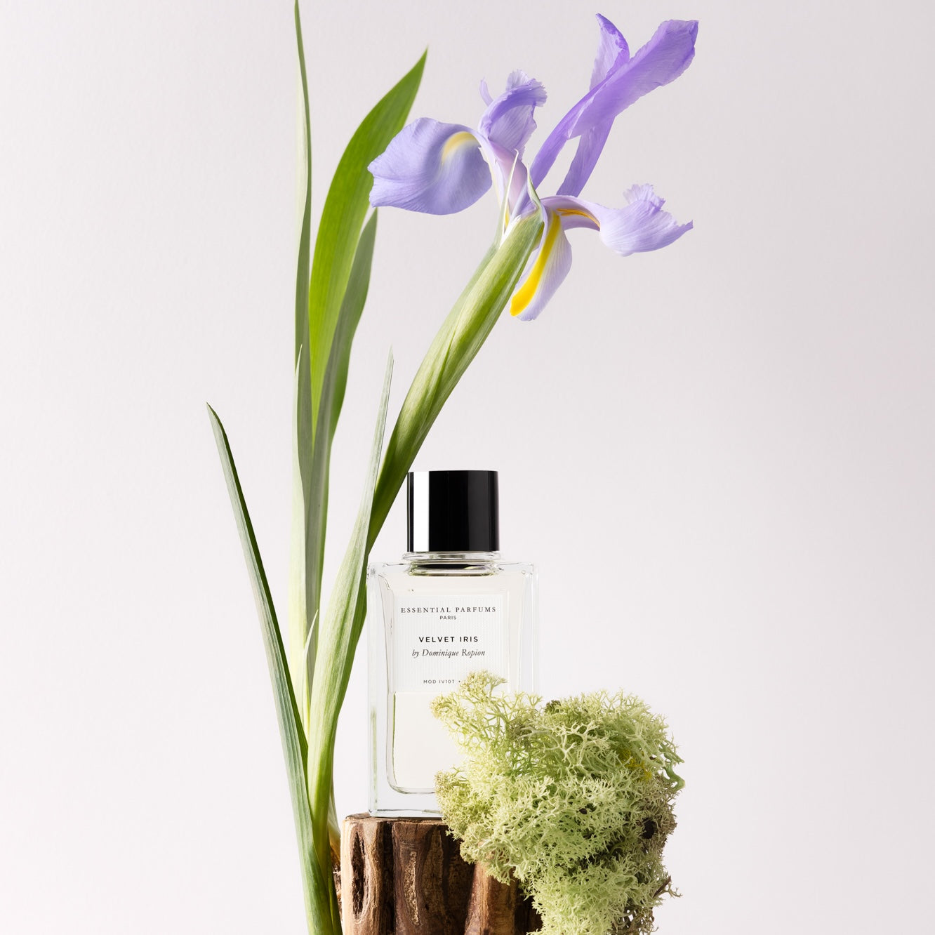 Velvet Iris